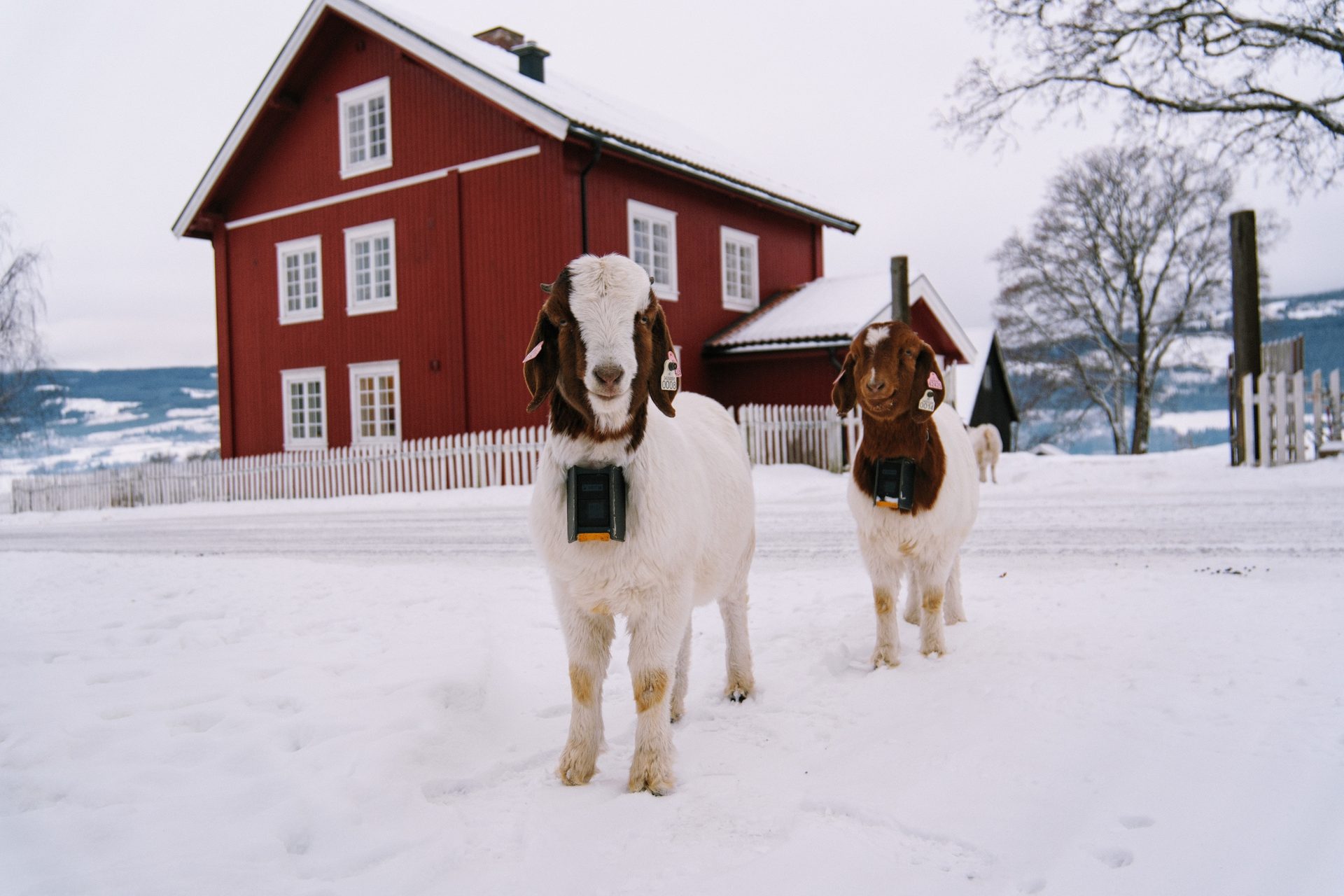 The goats of Baardseng Gård in their paddock by the farm.